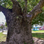 Port of Spain Baobab