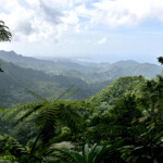 Grenada Qua Qua