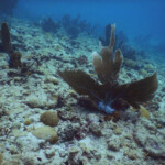Tobago