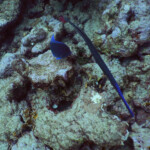Tobago