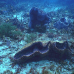 Tobago