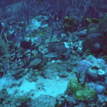 Tobago