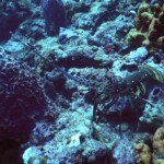 Tobago