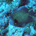 Tobago