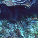 Tobago