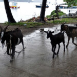 Bequia