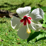 Kingstown ogrod botaniczny