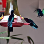 Kolibry