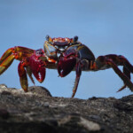 Krab
