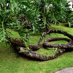 Martynika Ogrod botaniczny drzewo