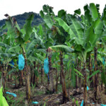 St. Lucia Plantacja bananów