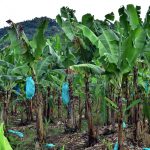 St. Lucia Plantacja bananów