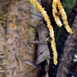 Kingstown ogrod botaniczny