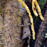 Kingstown ogrod botaniczny