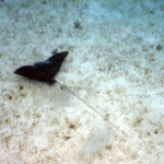Tobago Cays