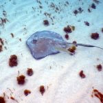 Tobago Cays