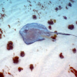 Tobago Cays