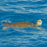 Tobago Cays