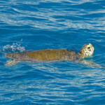 Tobago Cays