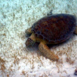 Tobago Cays