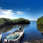 Barbuda mangrowce