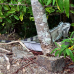 Iguana