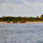 Barbuda