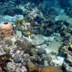 Coral Garden