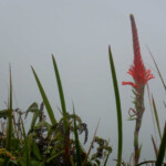 Nevis