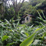 Nevis