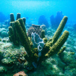 Rezerwat Jacques Cousteau