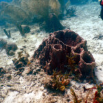 Rezerwat Jacques Cousteau