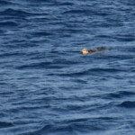 Klein Curacao