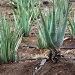 Curacao farma aloesu