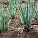 Curacao farma aloesu