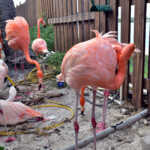 Flamingi