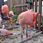 Flamingi