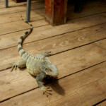 Iguana