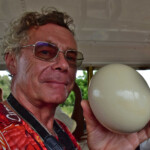 Jajo strusia