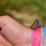 Motyl 98
