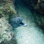 Murena