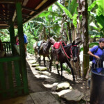 Konie transportowe