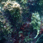 Nurkowanie Santa Marta
