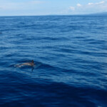 Delfin
