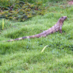 Iguana