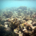 Isla Pinos