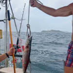 Wahoo