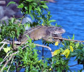 Iguana