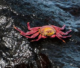 Krab