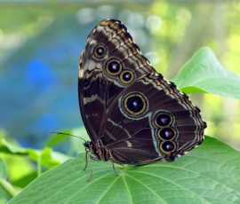 Motyl